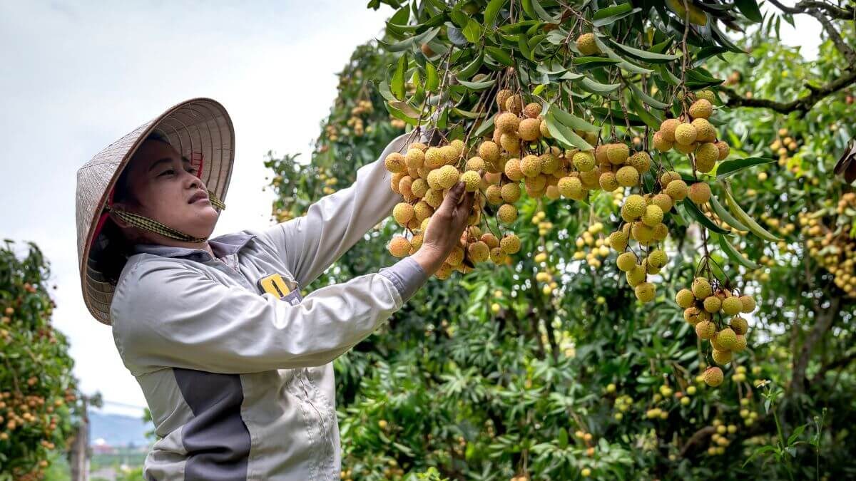 fruit picking jobs in Australia