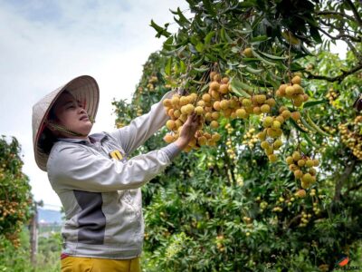 fruit picking jobs in Australia