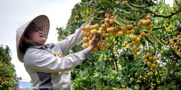 fruit picking jobs in Australia